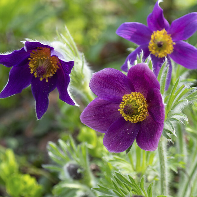 Frhblhende Stauden | Blumen Risse - Blumen Risse