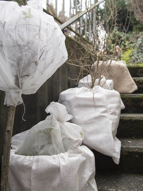 Blumen-Risse, Ratgeber, Winter, winterharte-Kuebelpflanzen, Weiss, Beige, Grau, Pflanzen, Winterschutz, Kellertreppe, Garten, Vlies