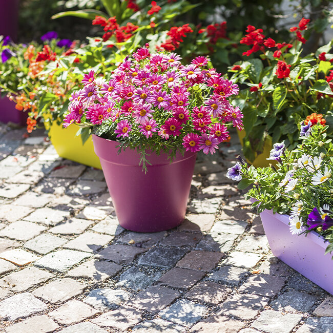 Blumen Risse Balkonpflanzen - Blumen Risse
