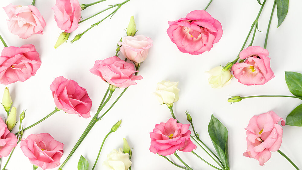 Lisianthus - Blumen Risse
