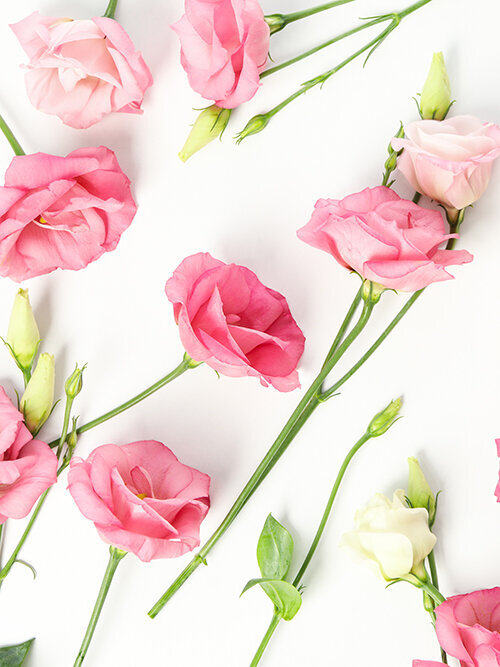 Blumen-Risse, Ratgeber, Pflanzenratgeber, Lisianthus-Eustoma_Weiss, Rosa, Gruen, rosafarbene-Lisianthusblueten-auf-weissem-Hintergrund