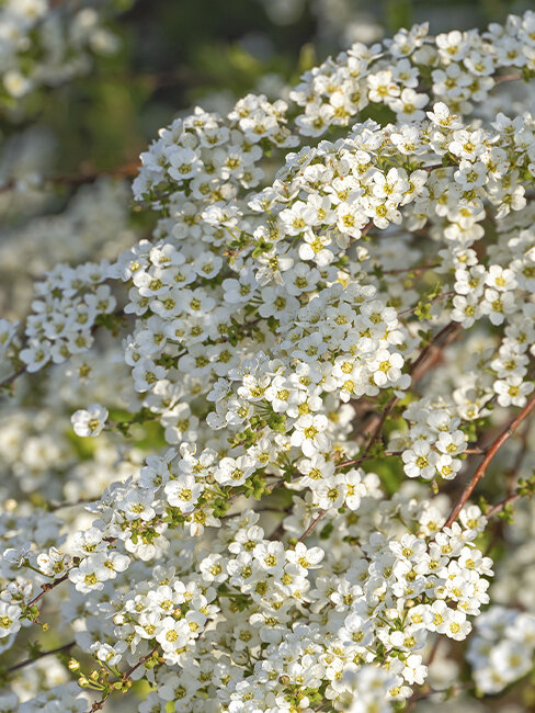 Blhende Hecken bei Blumen Risse - Blumen Risse