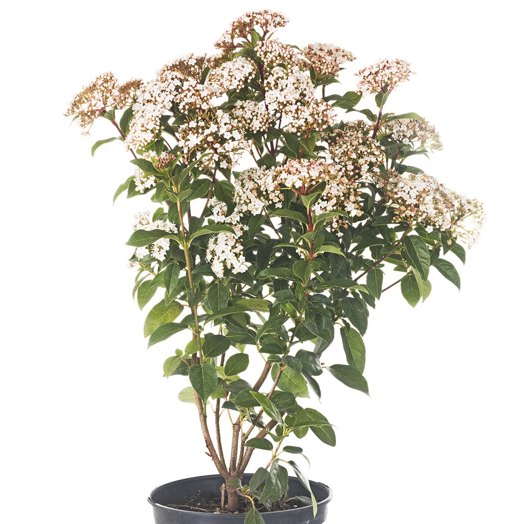 Blhende Hecken bei Blumen Risse - Blumen Risse
