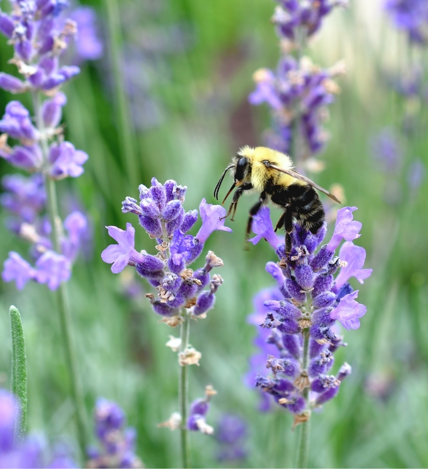 Mit einem bienenfreundlichen Garten tust Du der Natur etwas Gutes. 