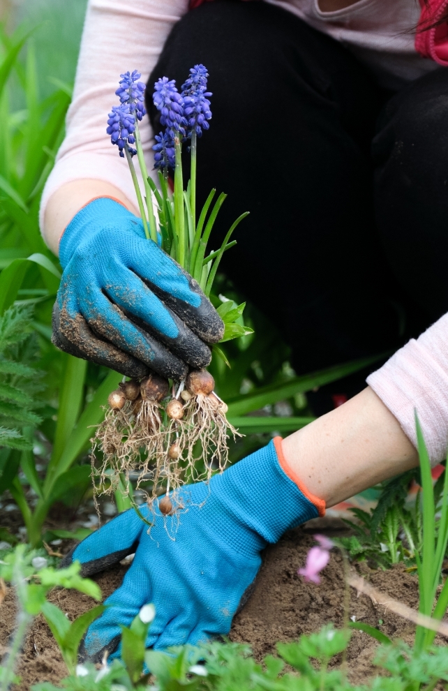 Blumen-Risse, Ratgeber, Muscari, Blume