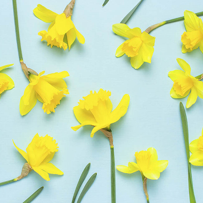 Narzisse, Gelb, Schnittblume, gelbbluehende-Narzissen-auf-blauem-Hintergrund