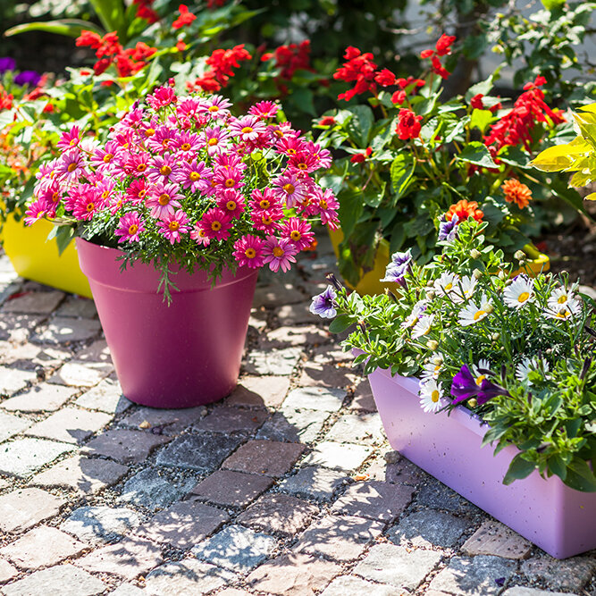 Blumen-Risse, Pflanzen, Pflanzenzubehoer, Pflanzenduenger, Blumenduenger, Bluehende-Pflanzkuebel-und-Kaesten-im-Hinterhof