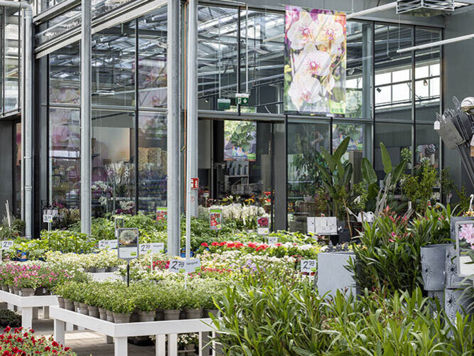 Blumen-Risse, Service, Expansion, Pflanzen, Blumen, Gruen, Lila, Rot, Pink, Weiss