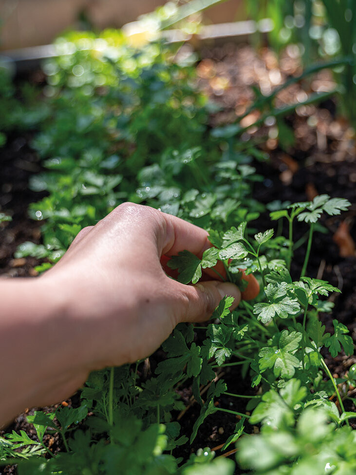 Blumen-Risse, Ratgeber, Fruehling, Hochbeet, Frau-erntet-frische-Kraeuter-in-Hochbeet