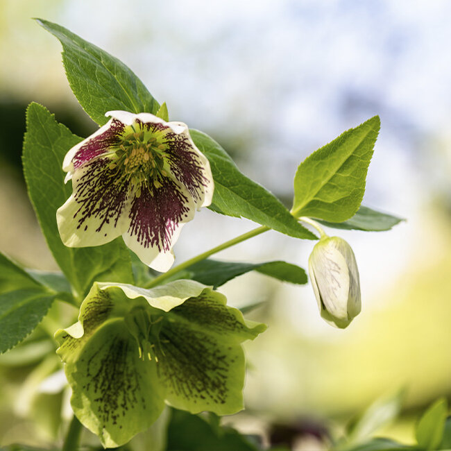 Helleboruspflanze-im-Wald-mit-Blueten