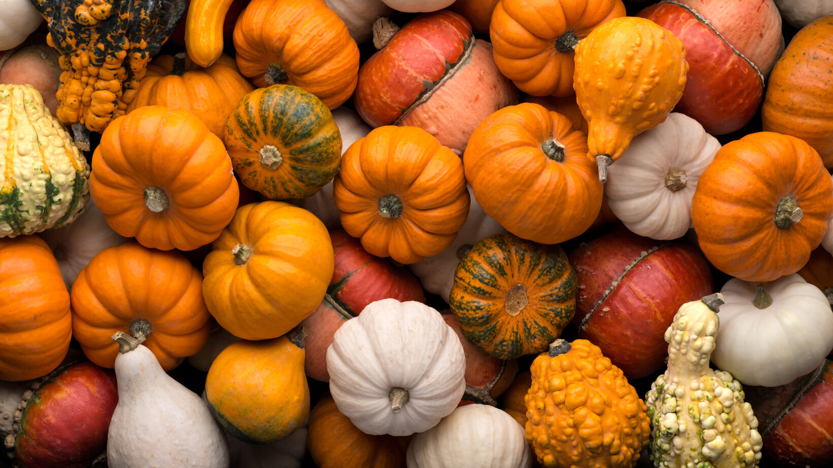 Blumen Risse, Kategorie, Header, Garten, Gartendeko, Herbstdeko, Kürbisse, Orange, Gelb, Weiss, Herbstdekoration