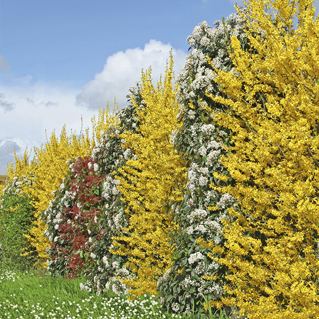 Blhende Hecken bei Blumen Risse - Blumen Risse