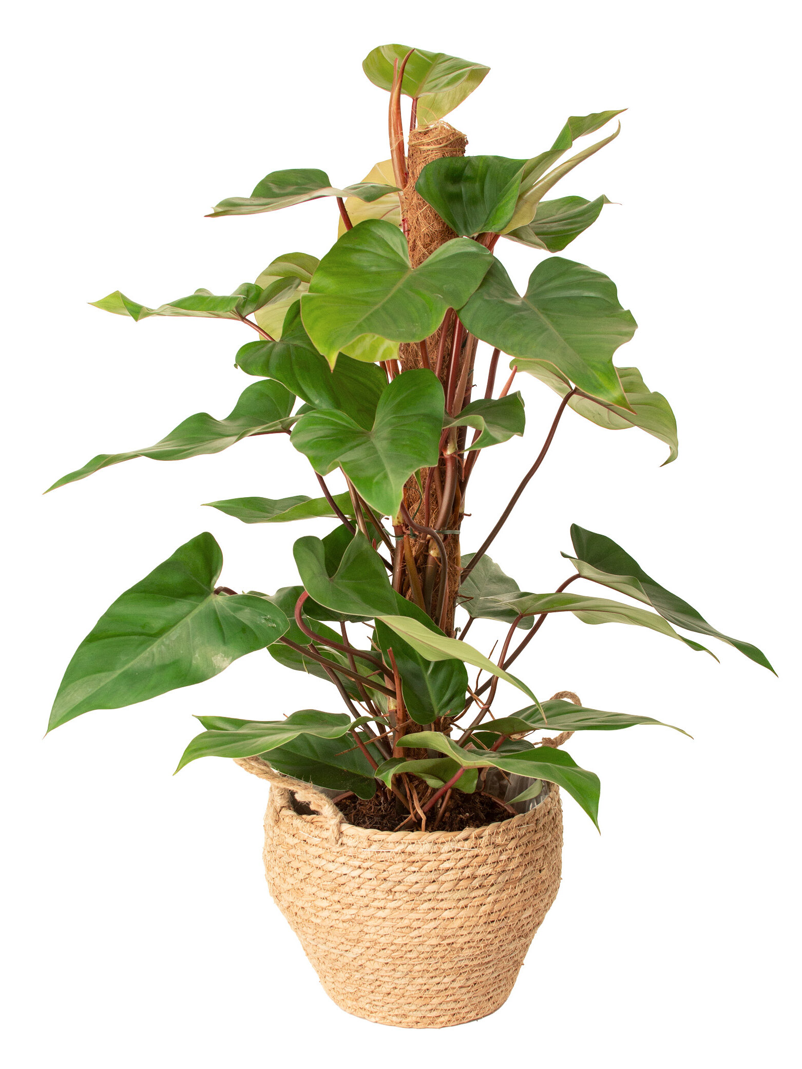 Blumen-Risse, Gruenpflanzen, Pflegeleicht-und-robust, Baumfreund-Philodendron