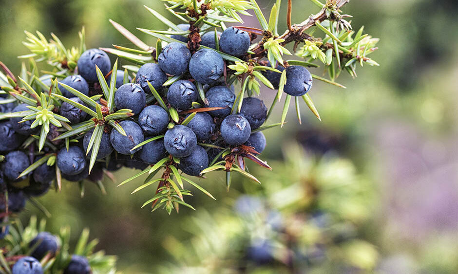 gartenpflanzen winterhart, Wacholder mit blauen Beeren im Winter