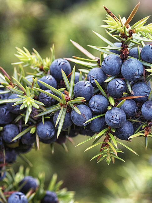 Gartenpflanzen winterhart, Wacholder mit blaulilanen Beeren