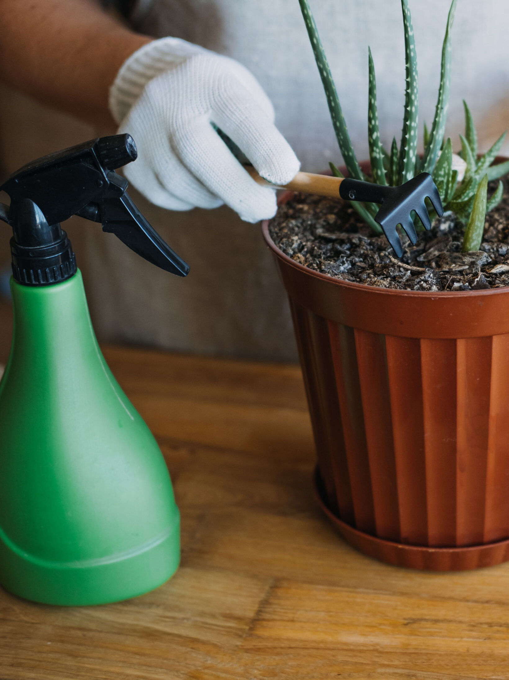 Blumen Risse, Sortiment, Zimmerpflanzen, Gruen, Braun, Rot, Weiss, Spruehpflasche, Werkzeug, Sukkulente, Topf, Erde, Pflanze, Pflege