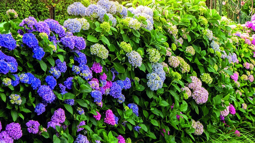 Blumen-Risse_Hortensienbusch_verschiedene-Blütenfarben_Blau-Violett-Weiß_impospant_Hortensie