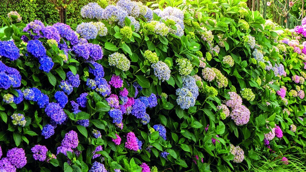 Blumen-Risse_Hortensienbusch_verschiedene-Blütenfarben_Blau-Violett-Weiß_impospant_Hortensie