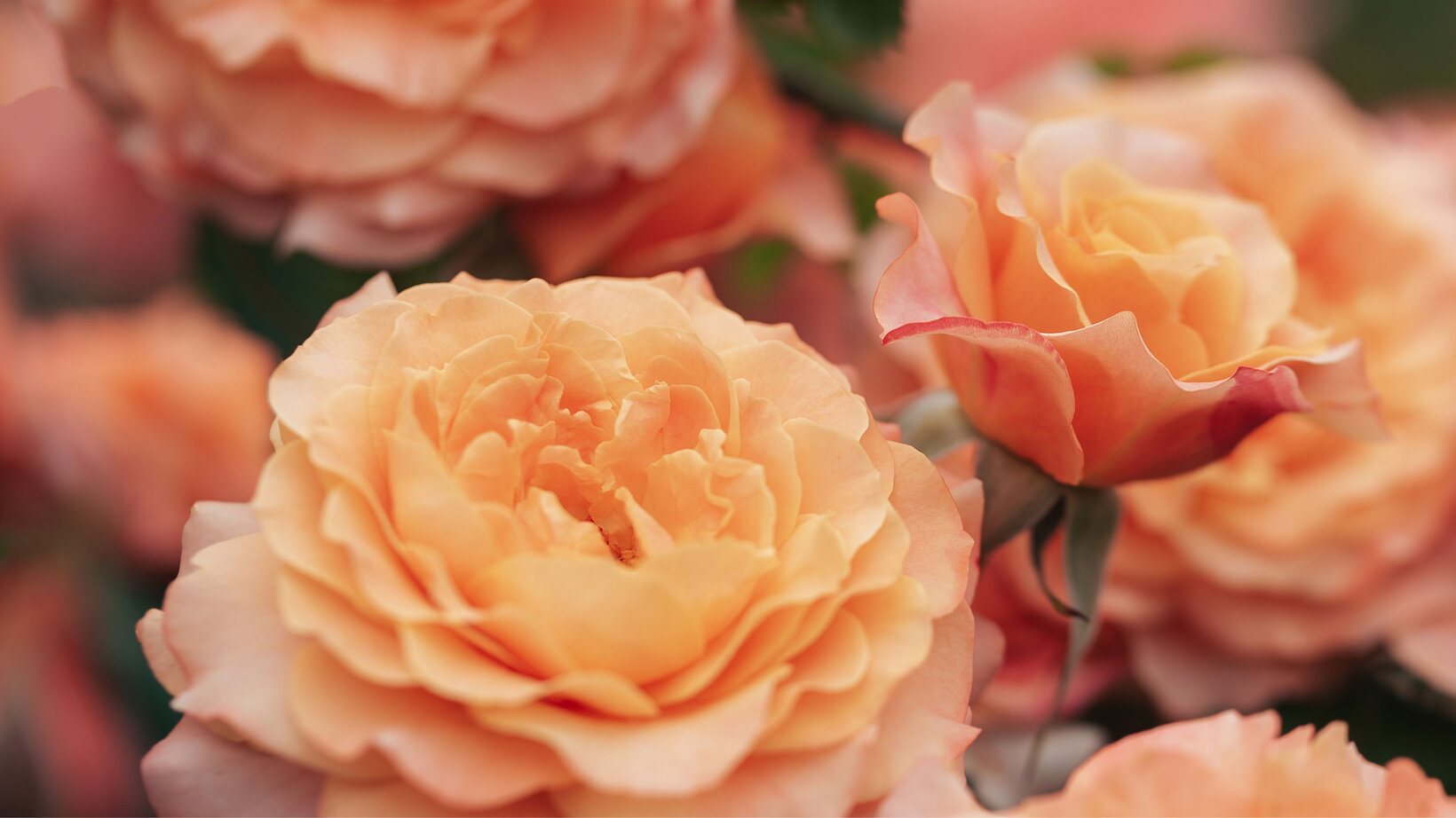 Hell orangefarbene Rosenblüten, in einem Meer aus Rosen. 
