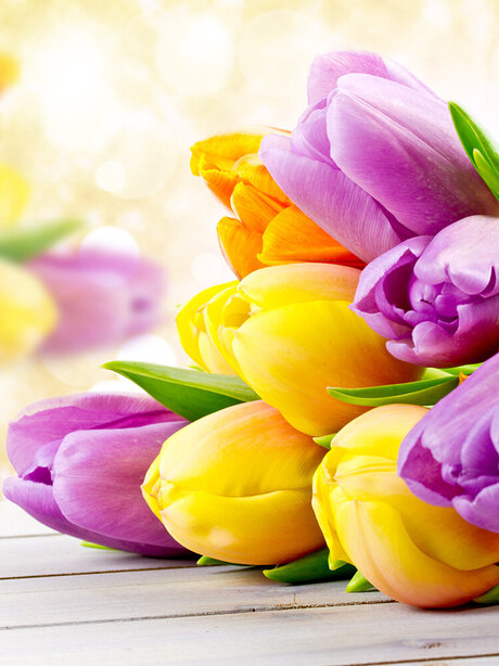 Blumen-Risse, Blumen, Schnittblumen, Gelb, Orange, Lila, Tulpen-liegen-auf-Holztisch