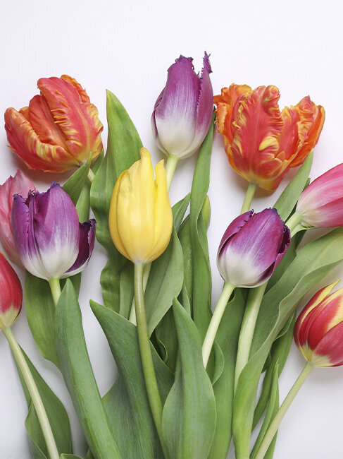 Blumen-Risse, Pflanzenratgeber, die-Tulpe, Schnittblume, Gelb, Rot, Lila, Gruen, Tulpenstrauss-vor-weissem-Hintergrund