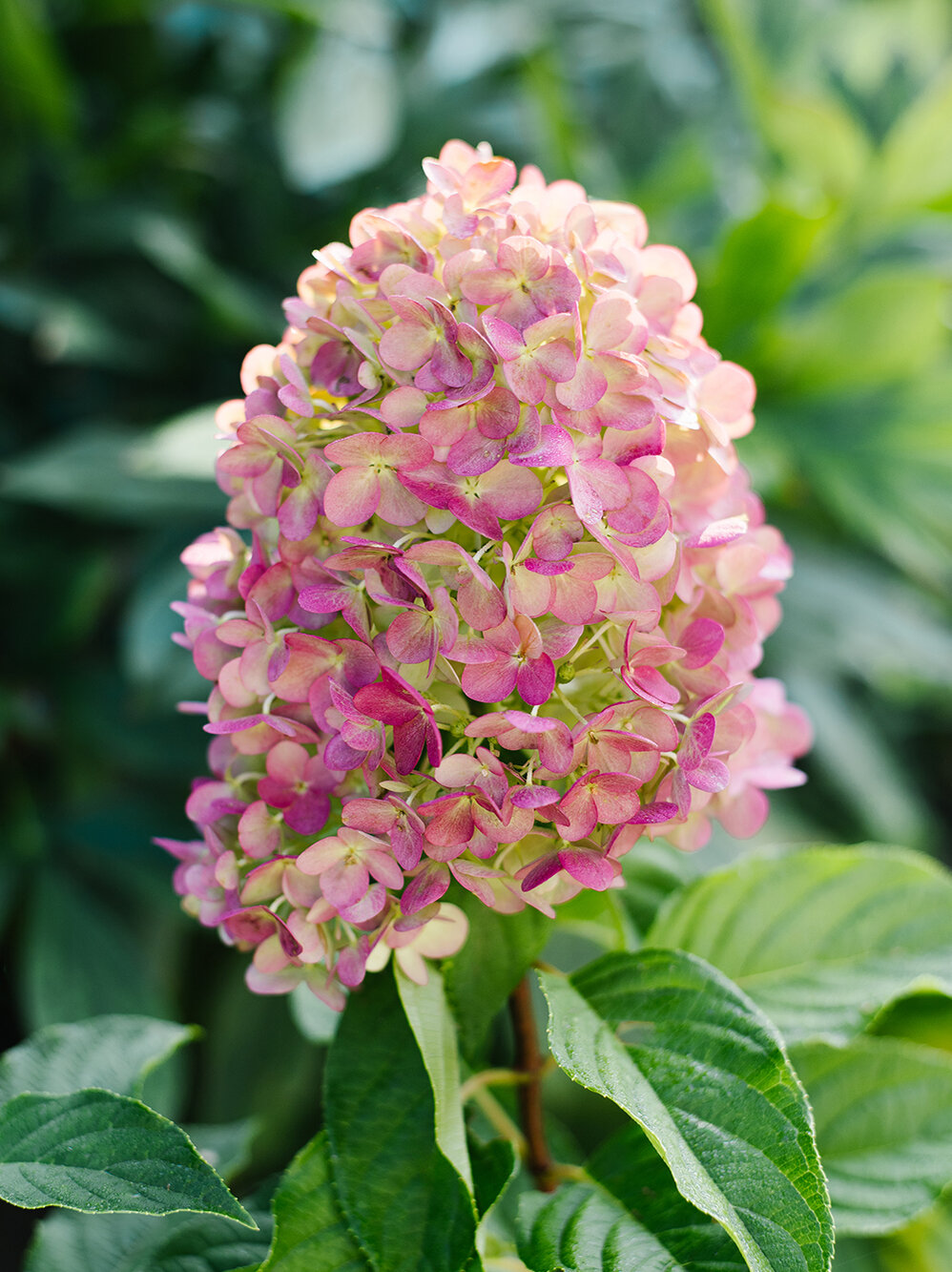 Blumen-Rise, Ratgeber, Pflanzenratgeber, Rispenhortensie, rosafarbene-Bluete-der-Rispenhortensie-im-Garten