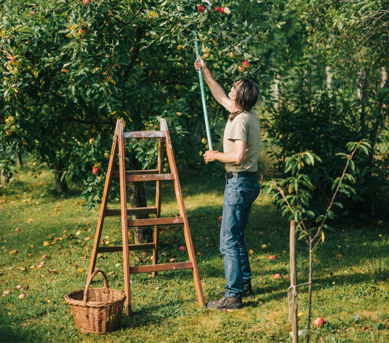 Blumen-Risse, Ratgeber, Obstgarten, Oberbaeume, Fruehling