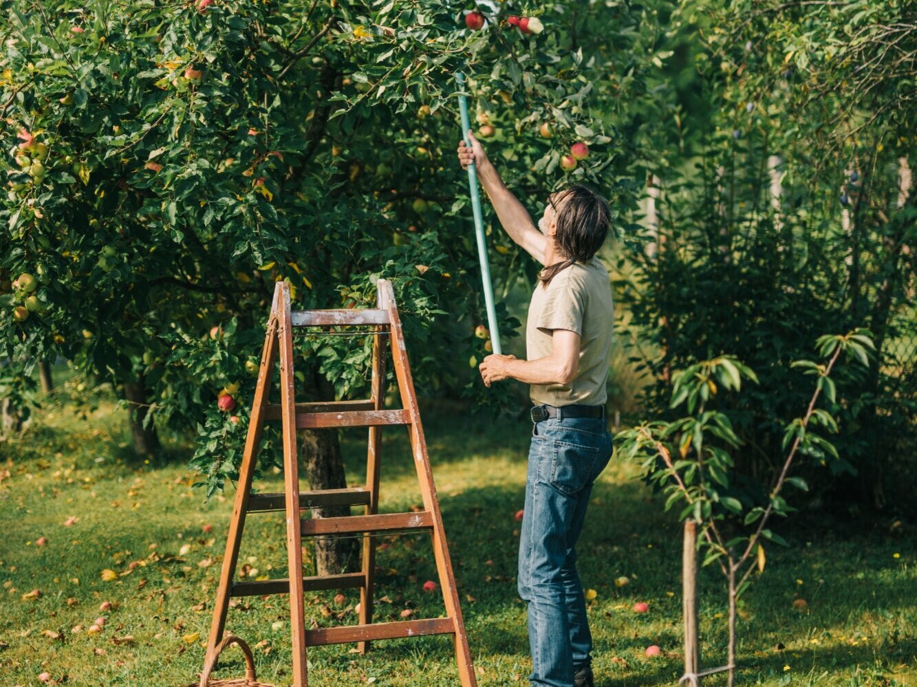 ALT-TAG Du möchtest einen Beerenstrauch kaufen, hast aber keinen grünen Daumen? Der Blumen-Risse-Ratgeber hilft Dir weiter!