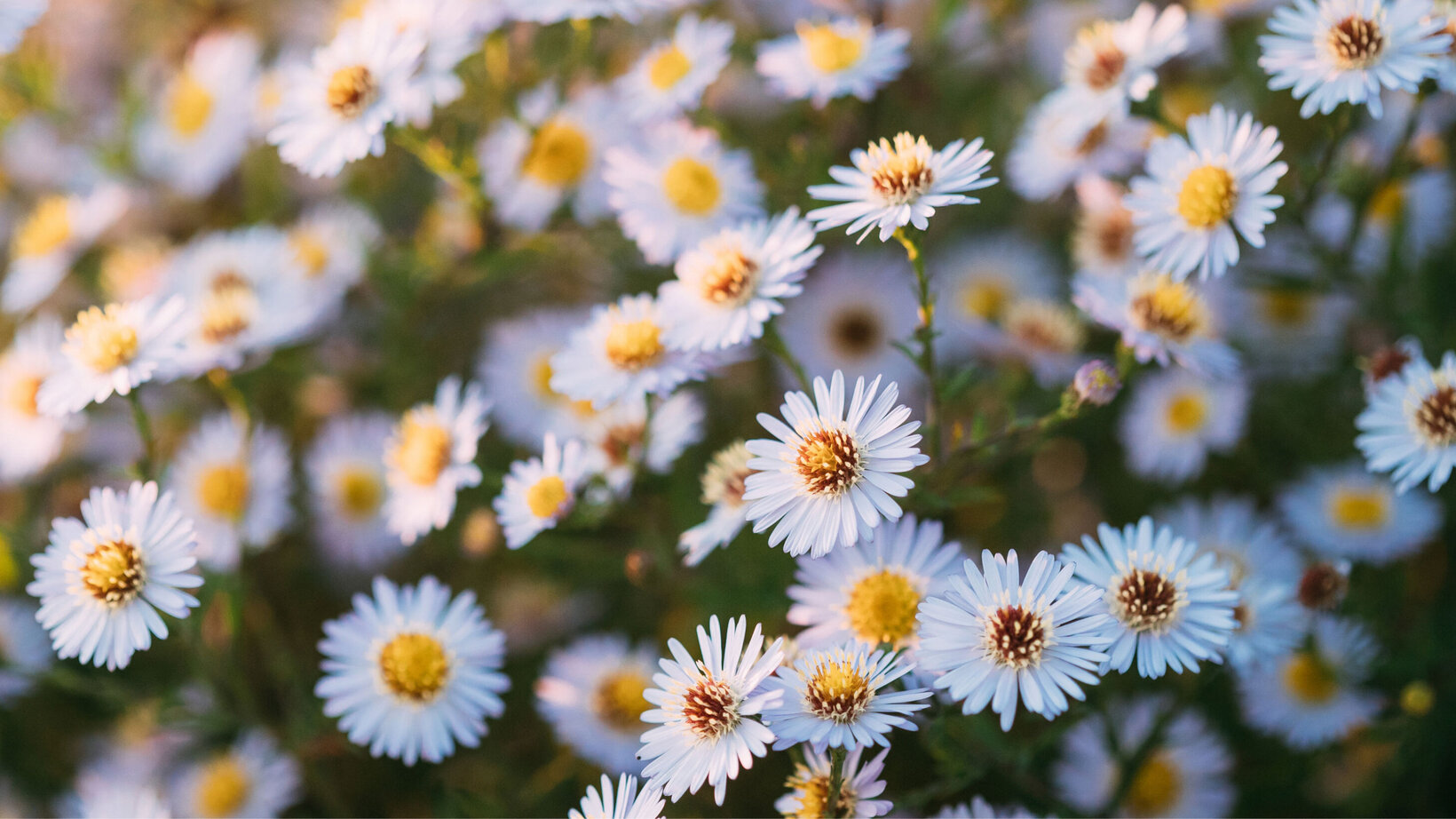 Blumen-Risse, Margeriten, weiße Blüte, mehrere Blüten, Blumenmeer