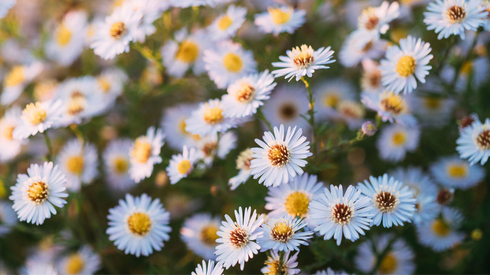 Blumen-Risse, Margeriten, weiße Blüte, mehrere Blüten, Blumenmeer