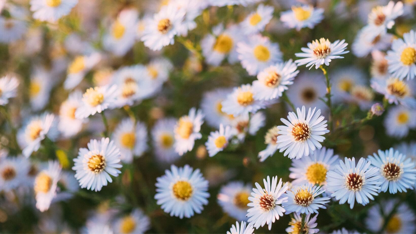 Blumen-Risse, Sortiment, Pflanzen, Beetpflanzen, Weiss, Gelb, Gruen, Staude, Beet, Pflanze, Detail, Blueten