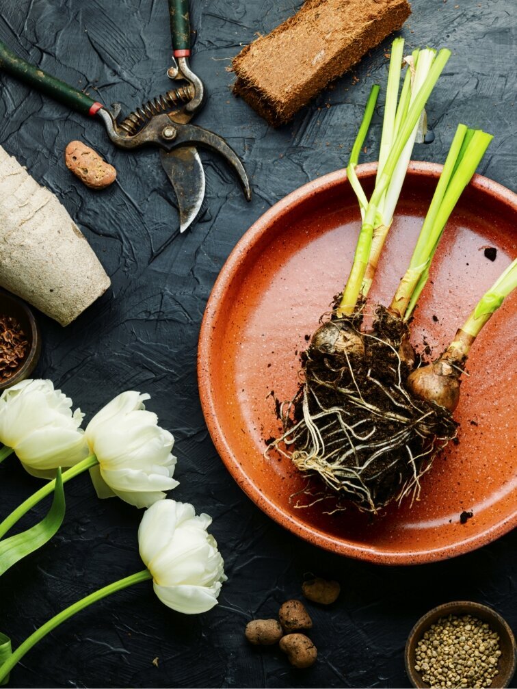 Blumen-Risse, Ratgeber, Pflanzen, Blumen, Gartenwerkzeug