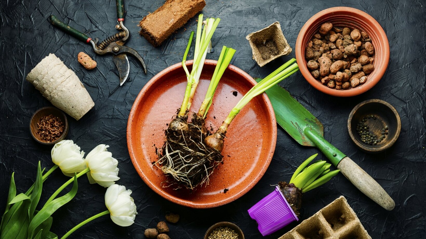 ALT-TAG Blumenzwiebeln im Blumen-Risse-Onlineshop kaufen und sich im Frühjahr über die bunte Blütenpracht freuen!