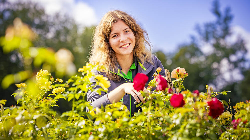 Blumen-Risse, Ratgeber, Beraten, Greun, Rot, Grau, Mitarbeiter, Arbeiten-bei-Blumen-Risse