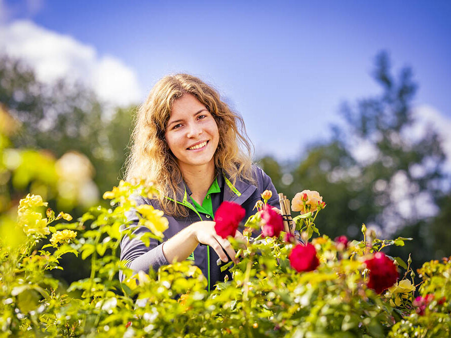 Blumen-Risse, Ratgeber, Beraten, Greun, Rot, Grau, Mitarbeiter, Arbeiten-bei-Blumen-Risse