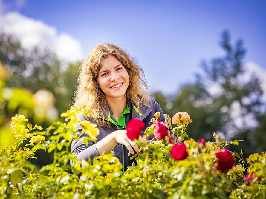 Blumen-Risse, Ratgeber, Beraten, Greun, Rot, Grau, Mitarbeiter, Arbeiten-bei-Blumen-Risse