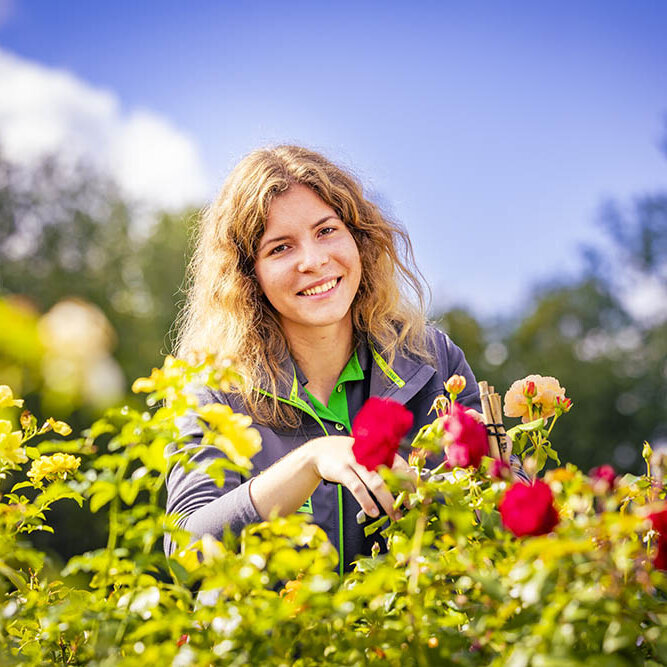 Blumen-Risse, Ratgeber, Beraten, Greun, Rot, Grau, Mitarbeiter, Arbeiten-bei-Blumen-Risse