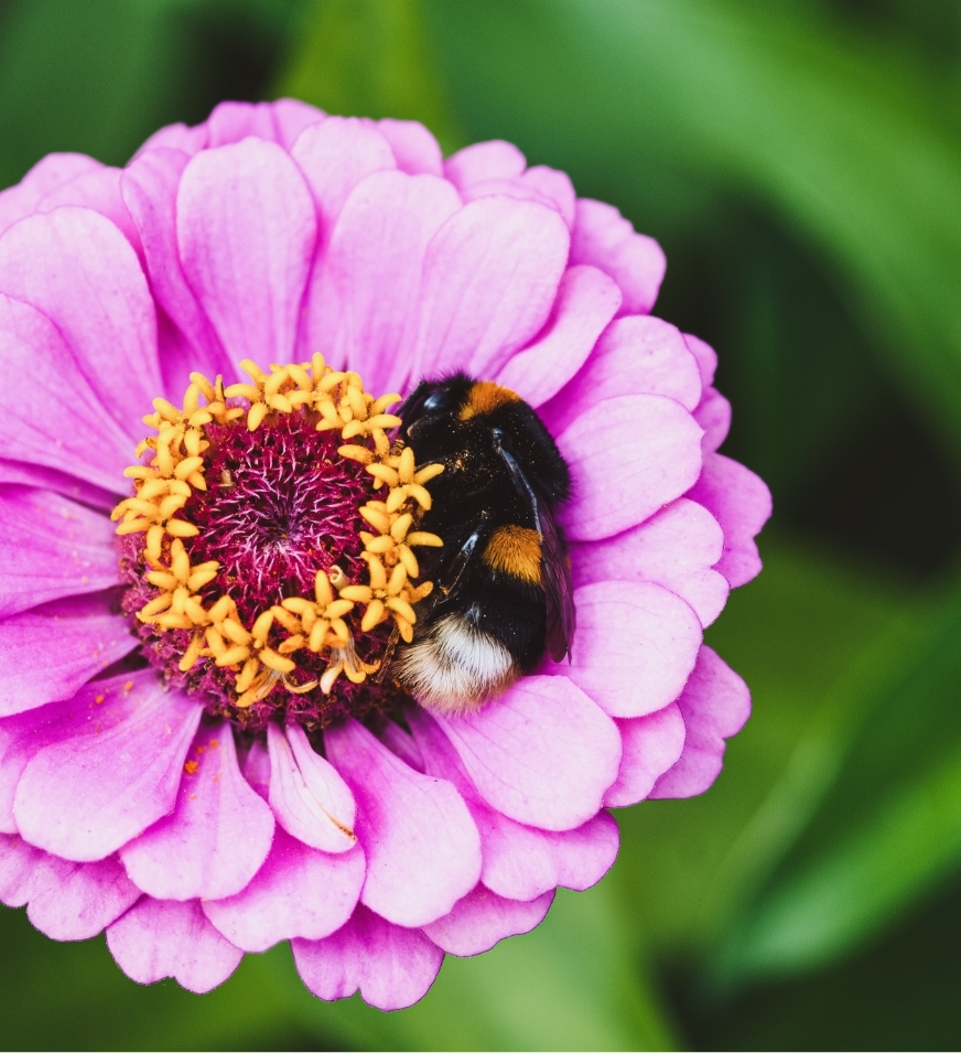 Insektenfreundliche Pflanzen sind nicht nur schön für die Bienen, sondern auch für das Auge!
