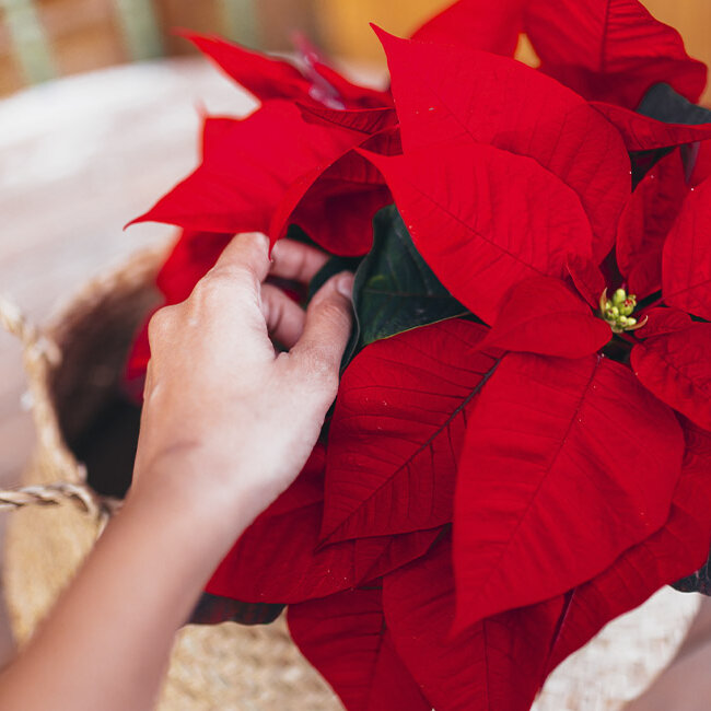 Frauenhand hält Blatt einers Weihnachtssterns