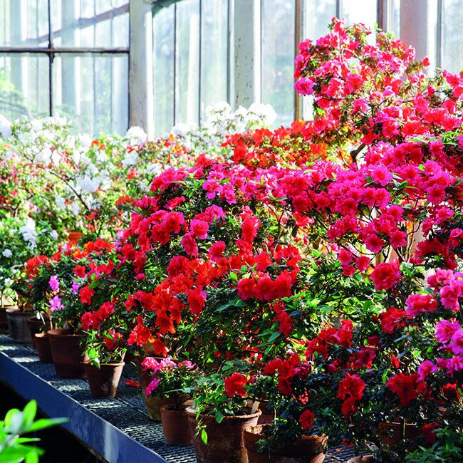 Ratgeber fr Azaleen - Blumen Risse