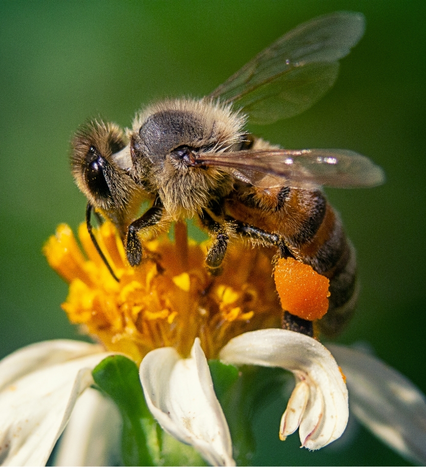 Bienenfreundliche Blumen im Garten liefern den kleinen Insekten wichtige Nahrung.