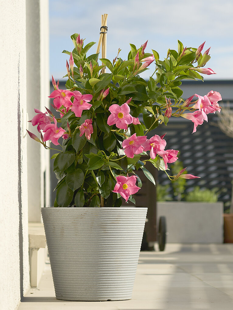 Dipladenia - Blumen Risse