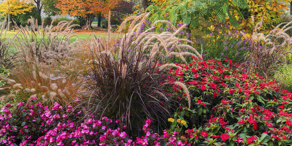 Blumen-Risse, Pflanzenratgeber, Graeser, Ziergraeser, Gelb, Orange, Rot, Pink, Rot, Gruen, Gras-Park-Beet-Staude-Herbst