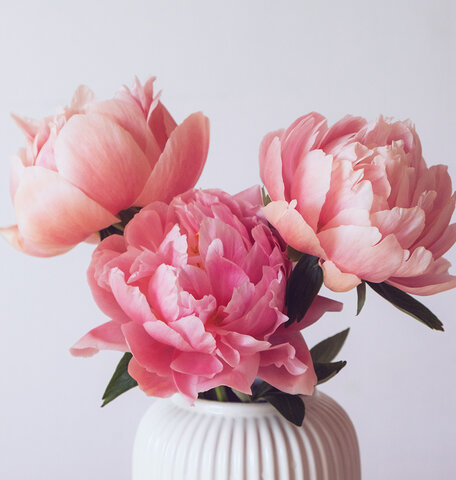 Blumen-Risse, Ratgeber, Pfingstrose, Rosa, Gruen, Grau, drei-rosafarbene-Pfingsrosen-in-Keramikvase
