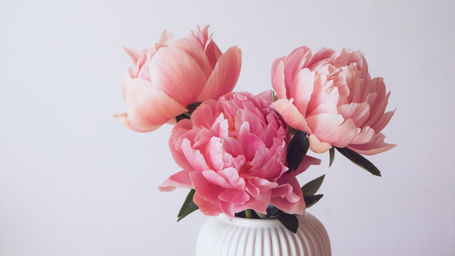 Blumen-Risse, Ratgeber, Pfingstrose, Rosa, Gruen, Grau, drei-rosafarbene-Pfingsrosen-in-Keramikvase