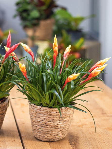 Ratgeber, Zimmerpflanzen, bunte-Schwertbromelie-Vriesea-Multiflora-auf-Tisch