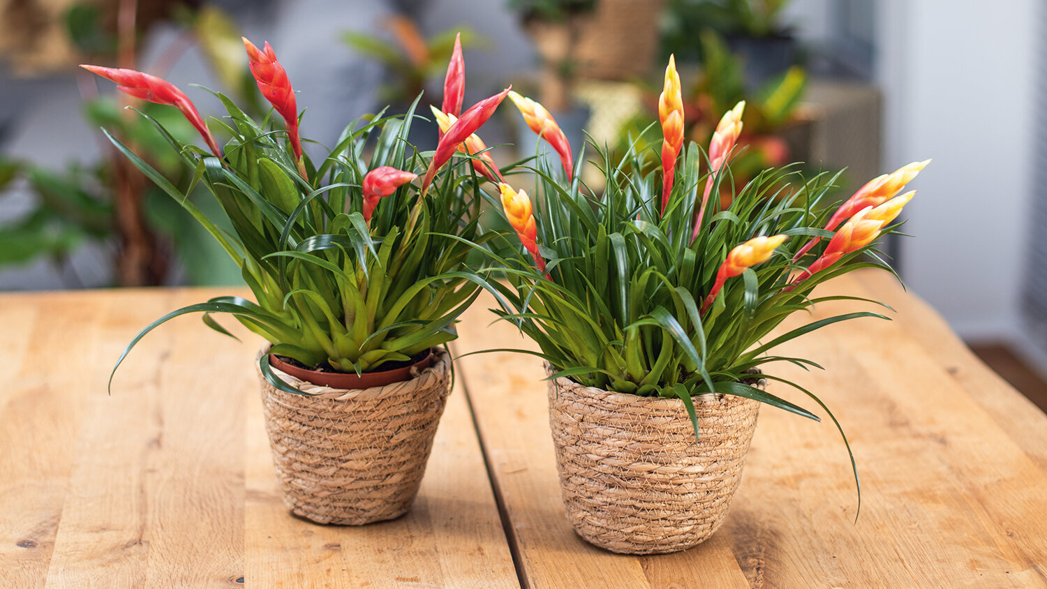 Ratgeber, Zimmerpflanzen, bunte-Schwertbromelie-Vriesea-Multiflora-auf-Tisch