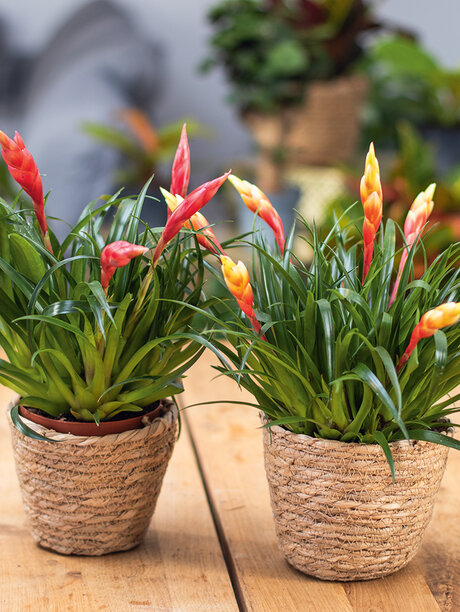 Ratgeber, Zimmerpflanzen, bunte-Schwertbromelie-Vriesea-Multiflora-auf-Tisch