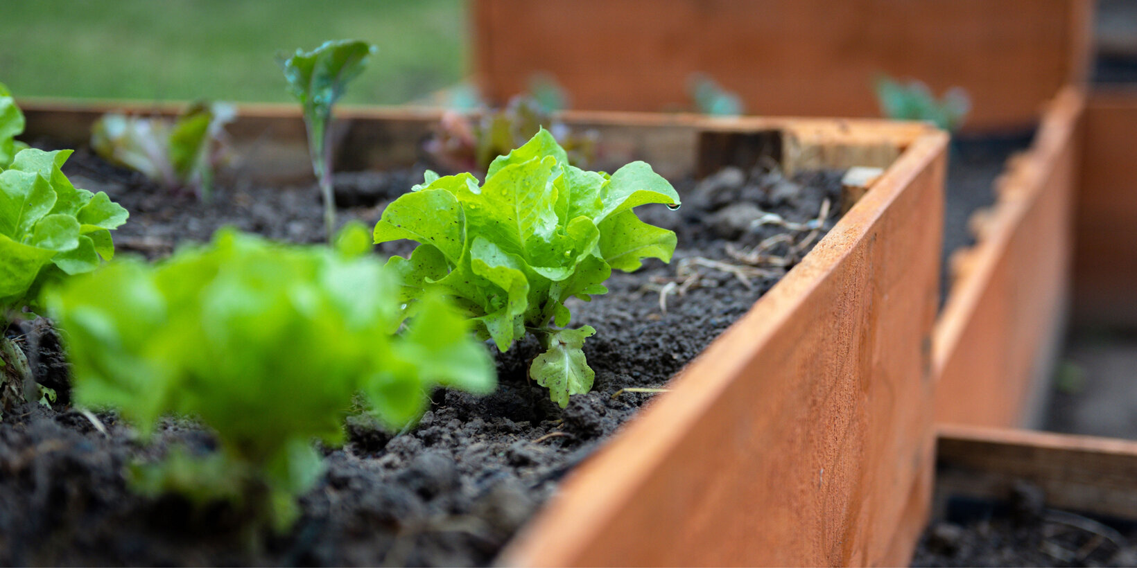 Blumen Risse, Sortiment, Pflanzen, Anzucht, Braun, Gruen, Erde, Anzucht, Hochbeet, Jungpflanzen, Salat, Kohlrabi, Beet