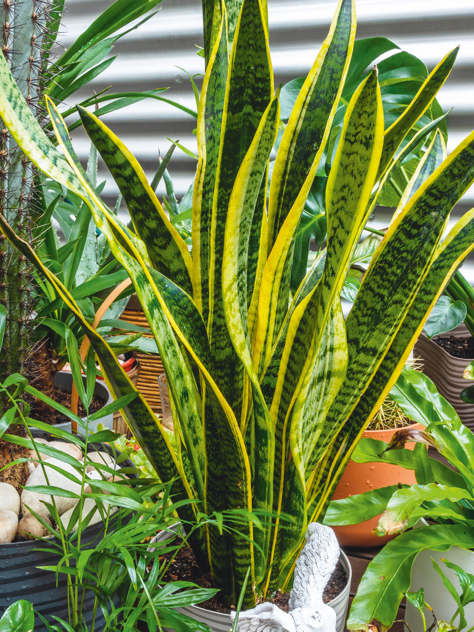 Blumen-Risse, Zimmerpflanzen, Pflegeleicht-und-robust, Sansevieria, Bogenhanf-in-Keramik